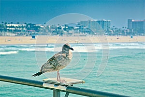 Seagull Pier California Huntington Beach