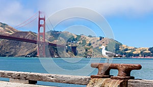 Seagull at Pier and Golden Gate Bridge in San Francisco, California, USA