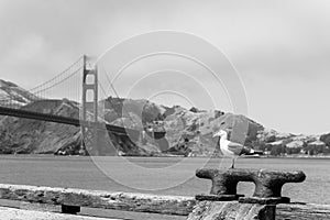 Seagull at Pier and Golden Gate Bridge in San Francisco, California, USA