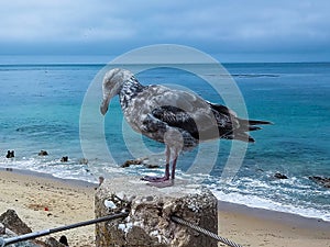 Seagull on a pier piling with the turquoise blue sea in the background, Fishermans Wharf, San Francisco, California, USA.