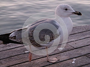 Seagull in the pier photo