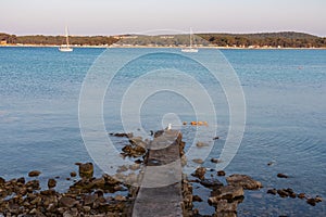 Seagull on pier with view of luxury sailing boats floating in port of Medulin, Pomer Bay, Kamenjak nature park, Istria peninsula