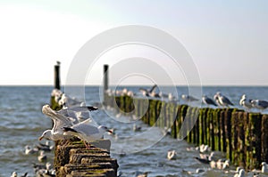 Seagull pier in Zeeland