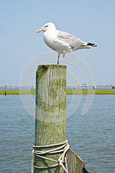 Seagull on a Piling photo