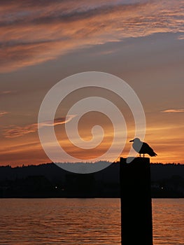 Seagull on piling at sunset at Puget Sound, Tacoma, WA photo