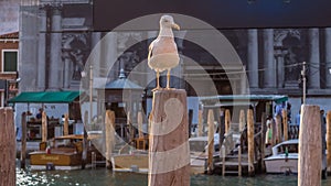 Seagull on a pillar on the banks of the Grand Canal in Venice, Italy