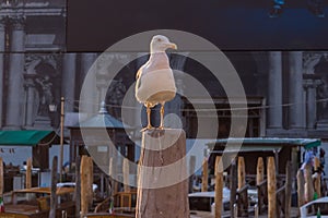 Seagull on a pillar on the banks of the Grand Canal in Venice, Italy