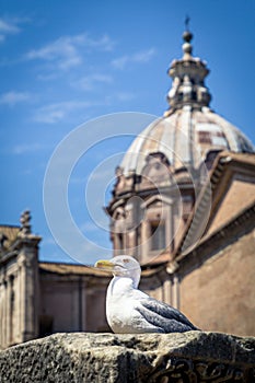 Seagull on a pillar in front of the church of Santi Luca e Martina, Rome