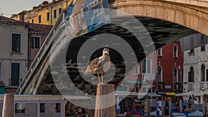 Seagull on a pillar next to the Scalzi bridge in Venice, Italy
