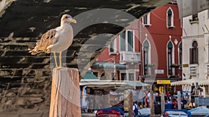 Seagull on a pillar next to the Scalzi bridge in Venice, Italy