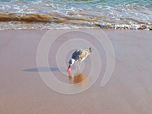 Seagull with pink plastic waste in its lips at a beach stands for marine pollution