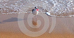 Seagull with pink plastic waste in its lips at a beach stands for marine pollution