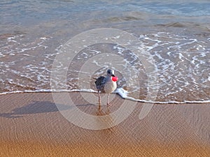 Seagull with pink plastic waste in its lips at a beach stands for marine pollution