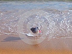 Seagull with pink plastic waste in its lips at a beach stands for marine pollution