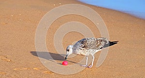 Seagull with pink plastic waste in its lips at a beach stands for marine pollution