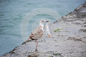 Seagull with plastic bag