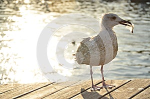 Seagull with plastic debris at the sea.