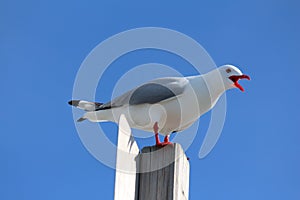 Seagull on Pole