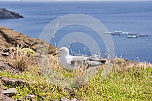 A Seagull at Ponta de Sao Lourenco, Madeira,Portugal. Beautiful scenic mountain view of green landscape,cliffs and
