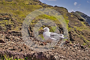 A Seagull at Ponta de Sao Lourenco, Madeira,Portugal. Beautiful scenic mountain view of green landscape,cliffs and