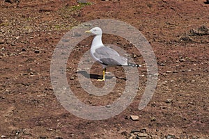 A Seagull at Ponta de Sao Lourenco, Madeira,Portugal. Beautiful scenic mountain view of green landscape,cliffs and