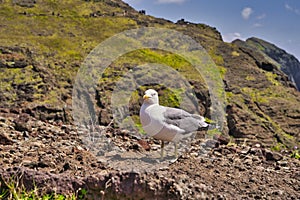 A Seagull at Ponta de Sao Lourenco, Madeira,Portugal. Beautiful scenic mountain view of green landscape,cliffs and