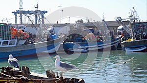 Seagull in the port of Essaouira, Morocco.