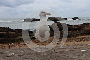 Seagull in port of Essouira