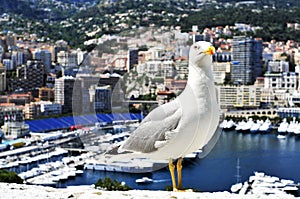 Seagull and Port Hercules in La Condamine and Monte Carlo, in Mo