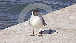 Seagull in the port of Venice, Italy