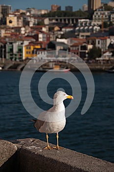 Seagull in Porto
