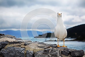 Seagull in Portovenere