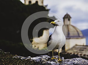 Seagull in Portovenere