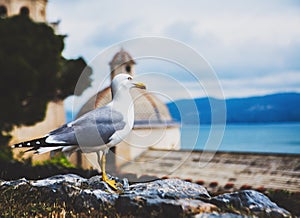Seagull in Portovenere, Italy