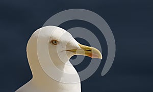 Seagull portrait