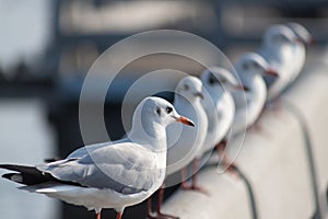 Seagull portrait,