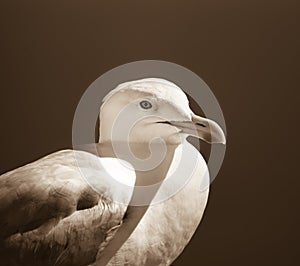 Seagull portrait