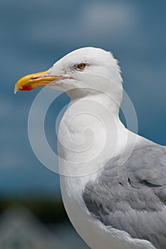 Seagull Portrait