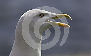 Seagull portrait