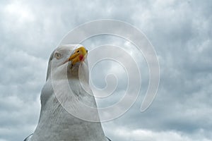 Seagull portrait cloudy sky