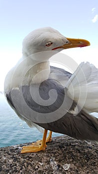 Seagull portrait against sea shore. Close up view of white bird seagull sitting by the beach. Wild seagull
