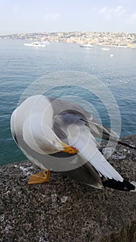 Seagull portrait against sea shore. Close up view of white bird seagull sitting by the beach. Wild seagull