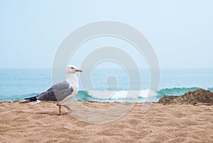 Seagull portrait against sea shore. Close up view of white bird seagull sitting by the beach.