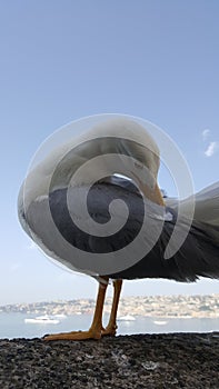 Naples Seagull portrait against sea shore. Close up view of white bird seagull sitting by the beach. Wild seagull