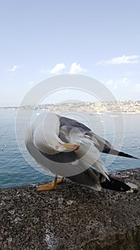 Naples Seagull portrait against sea shore. Close up view of white bird seagull sitting by the beach. Wild seagull