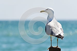 Seagull portrait against sea shore. Wild seagull with natural blue background