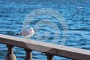 Seagull portrait in city. Close up view of white bird seagull sitting on a sea shore against a blue water.