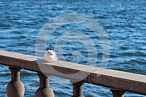 Seagull portrait in city. Close up view of white bird seagull sitting on a sea shore against a blue water.