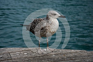 Seagull portrait and close up with the mediterranean sea in the background photo