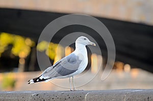 Seagull portrait